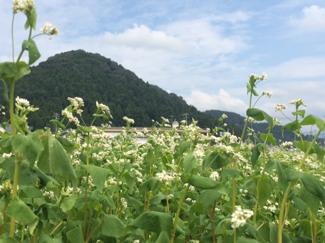 平成２８年産福井県秋蕎麦