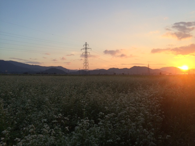 ２０１６年産福井県秋蕎麦の花