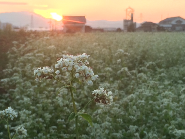 ２０１６年産福井県秋蕎麦の花