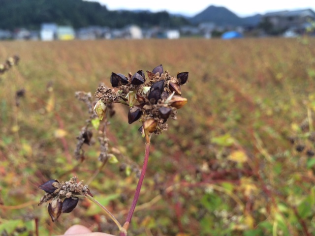 ２０１８年福井県産ソバ収穫（早刈り）