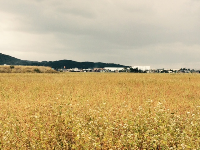 ２０１６年産福井県秋蕎麦（福井市）