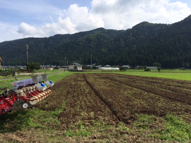 そばの実の播種（種まき）の作業風景