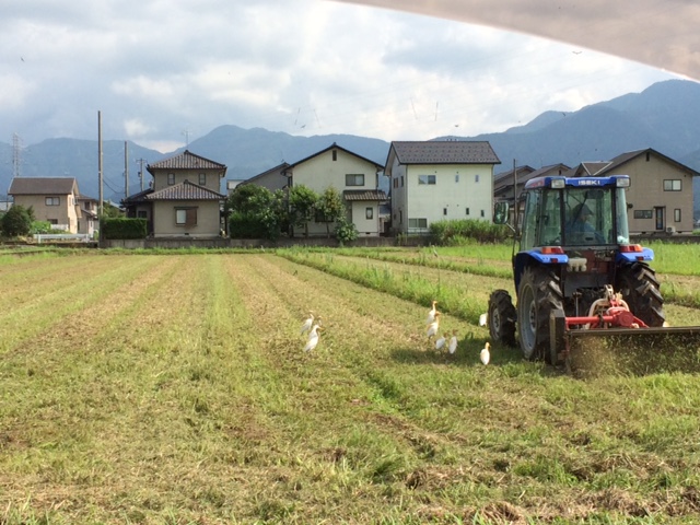 種まきの種につられてアマサギがトラクターに近づく