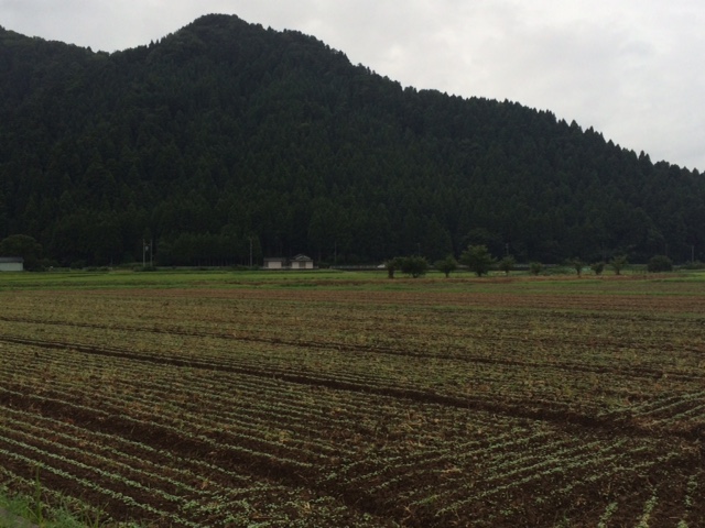 台風５号通過時の蕎麦圃場（福井県越前市）