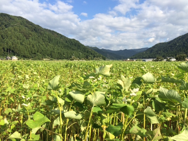 少しずつソバの白い花を咲かせようとしている