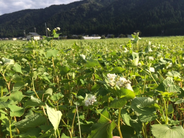 風に揺られるソバの白い花