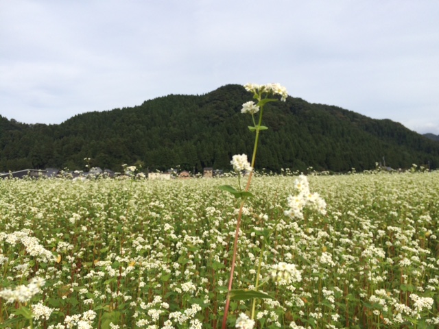 一本だけひょろんと成長したソバの花