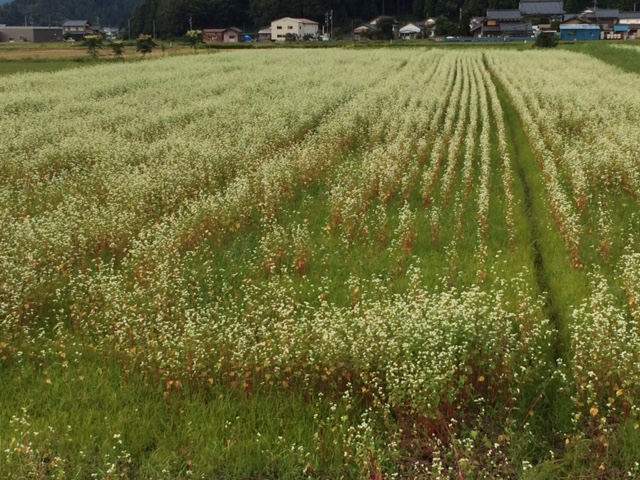 湿害にやられたそば畑の一部