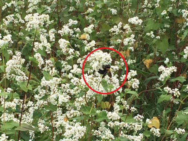 そばの受粉の手伝いをするミツバチなどの虫