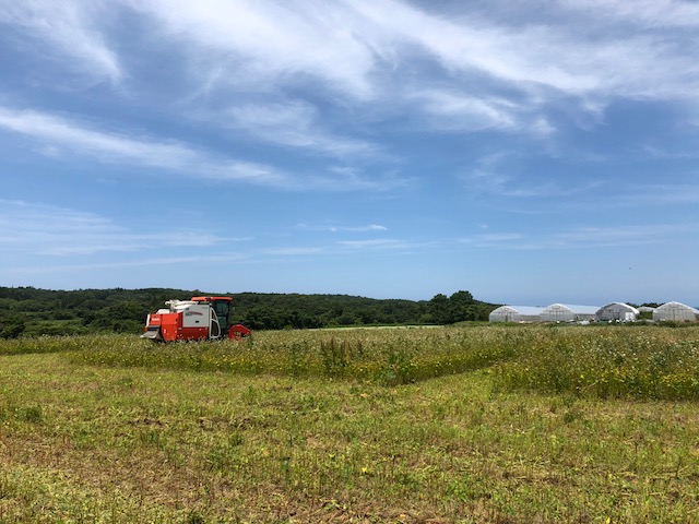 平成30年福井県産「夏の新蕎麦」の刈取り風景