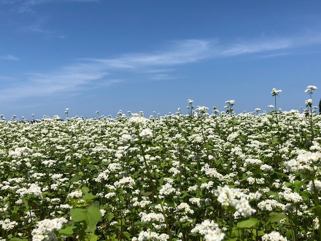 福井県三国町の満開のソバの白い花