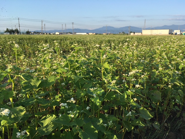 開花しかけているソバの花