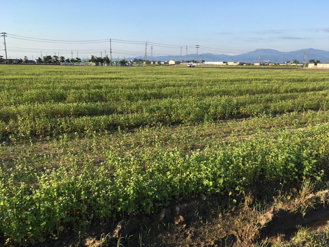 湿害により生育不良のそば畑の一部