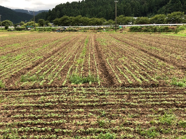 越前市国中地区のソバ圃場