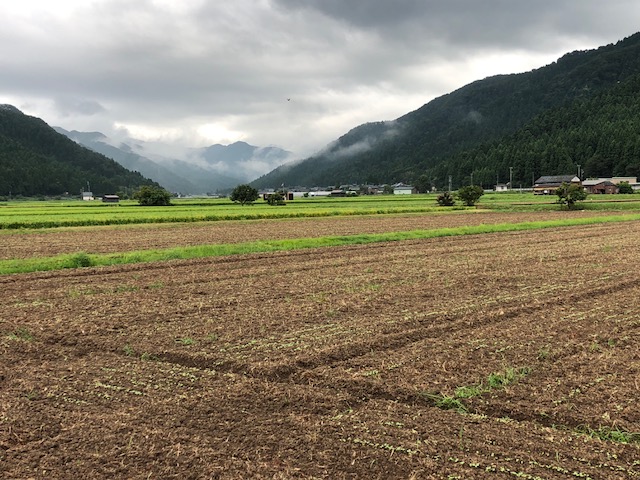 越前市山室地区のソバ圃場