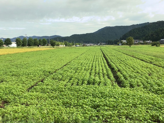 緑一面でこんもりとしたソバ圃場