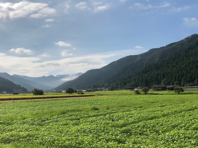 発芽して緑一面のソバ圃場