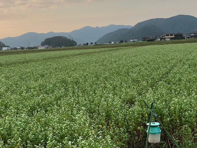 越前市山室地区のソバ圃場