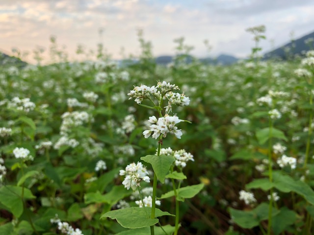 開花したソバの白い花