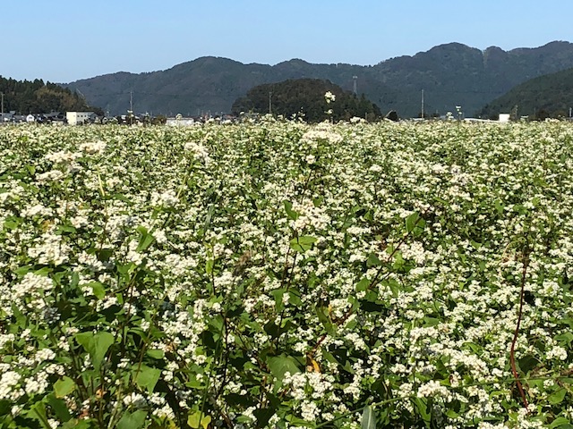 そばの白い花が満開の圃場