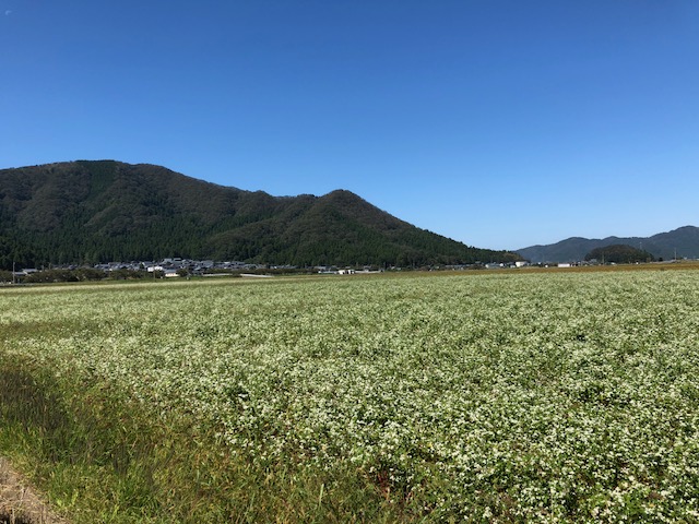 台風通過後のソバ圃場