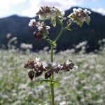 収穫前の蕎麦の実