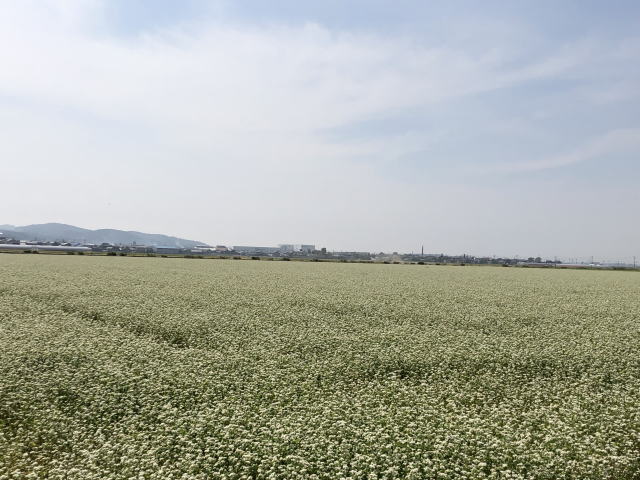 令和元年６月の福井県福井市河合地区のそば畑全景