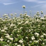 夏そばの白い花が満開