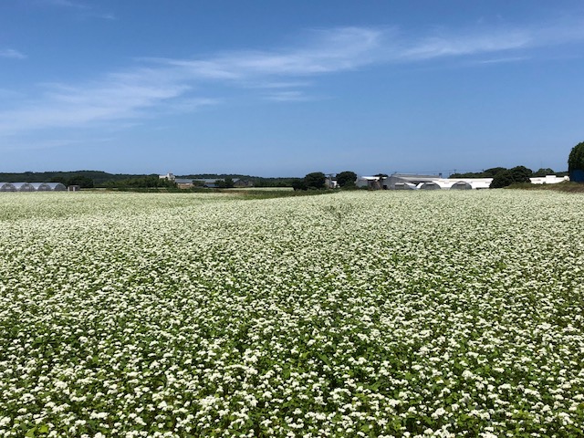 白い花満開の夏そば栽培地
