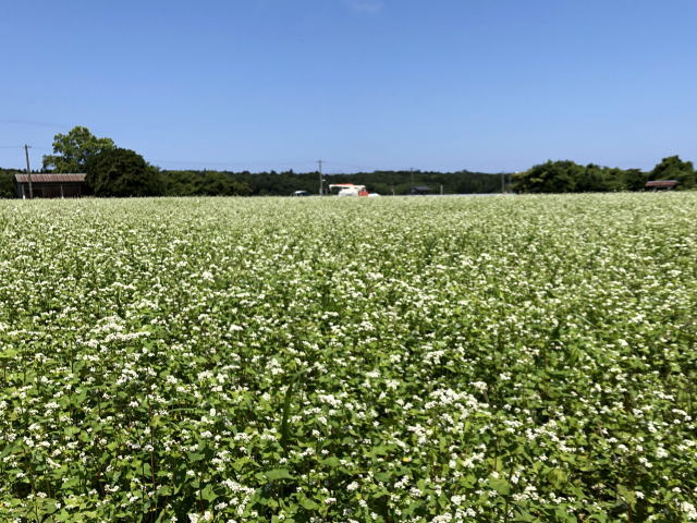 収穫作業中の夏そば