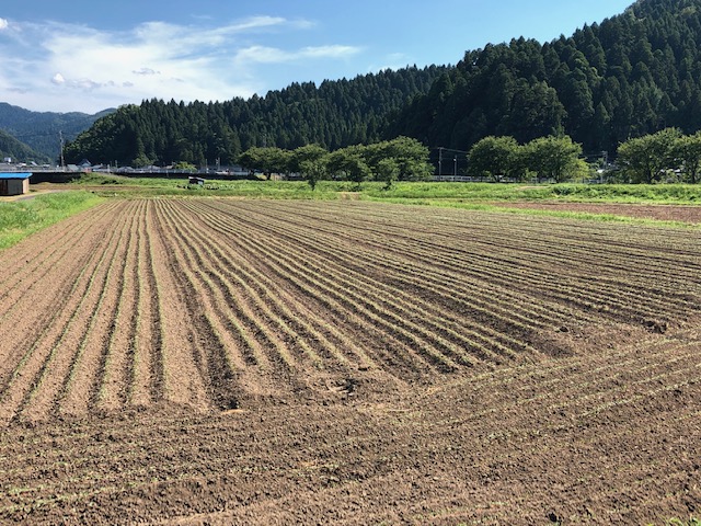 ソバ小畦立て播種法にて播種したそば畑