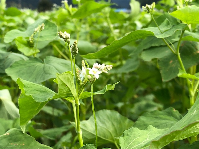 開花し始めたソバの花