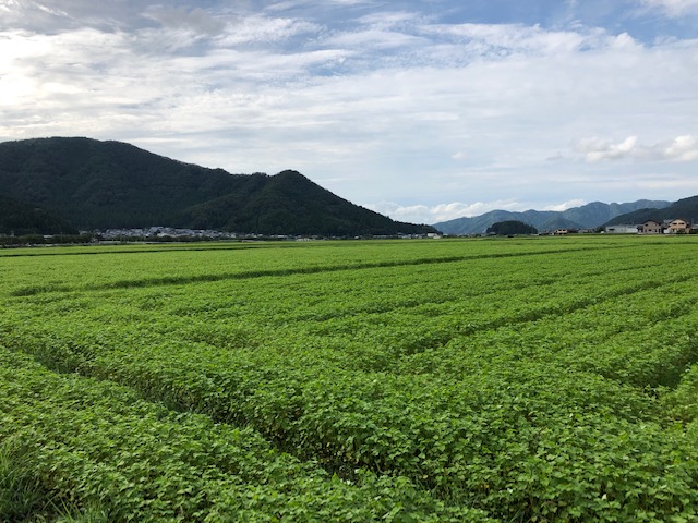 種播きから一ヶ月経過した越前市中津山地区のそば畑