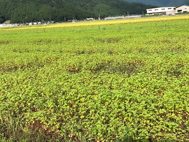 長雨により生育不足のそば畑