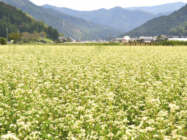 白い花満開のそば畑