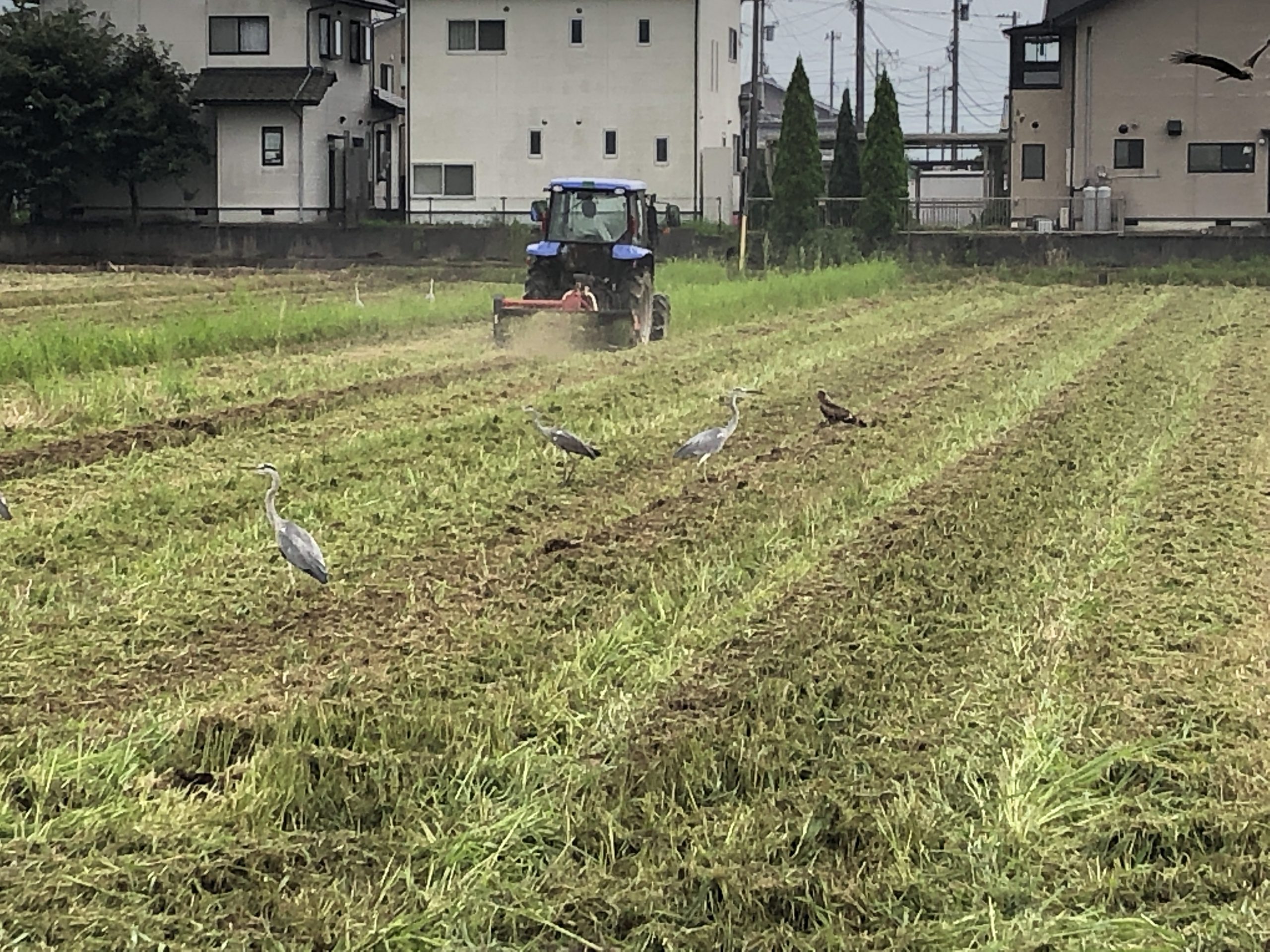 令和元年福井県産秋ソバの草刈耕起中に群がる鳥たち