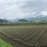 令和2年福井県産秋ソバの発芽圃場全景状況