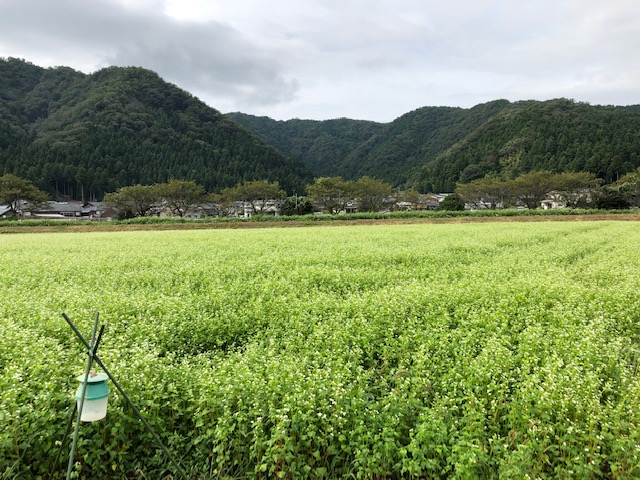 開花した令和2年福井県産秋ソバの圃場全景状況