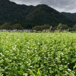 開花した令和2年福井県産秋ソバの圃場全景状況