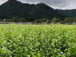 「令和２年」福井県産秋ソバの生育状況。清々しい秋空の下で白い花が開花している。