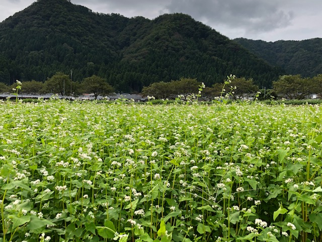 開花した令和2年福井県産秋ソバの圃場全景状況