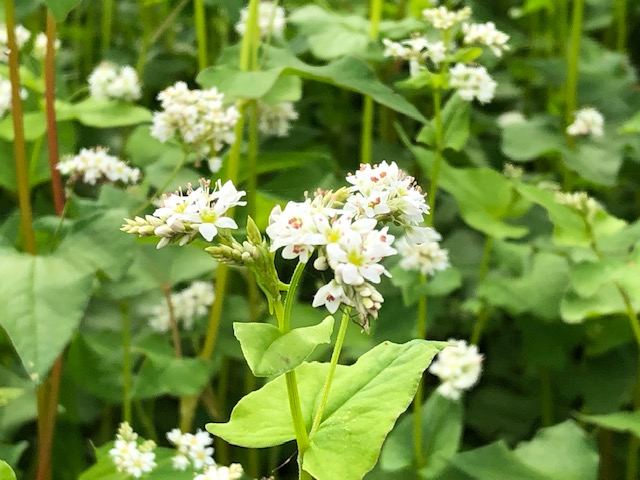 開花した令和2年福井県産秋ソバの白い花