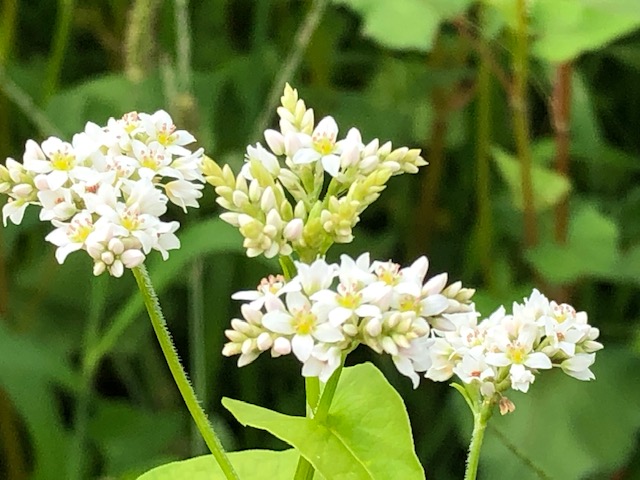 開花した令和2年福井県産秋ソバの白い花