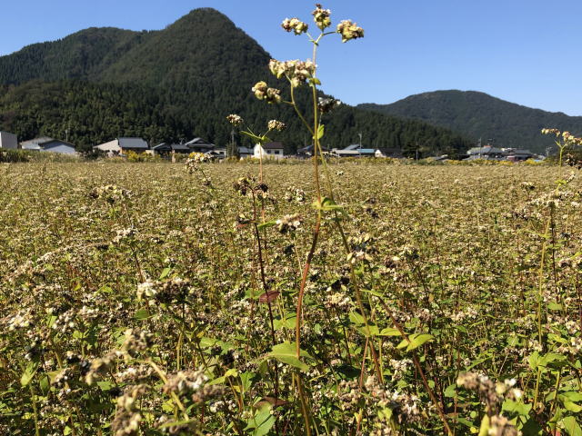 収穫直前の令和2年福井県産秋ソバの圃場全景状況