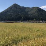 収穫直前の令和2年福井県産秋ソバの圃場全景状況