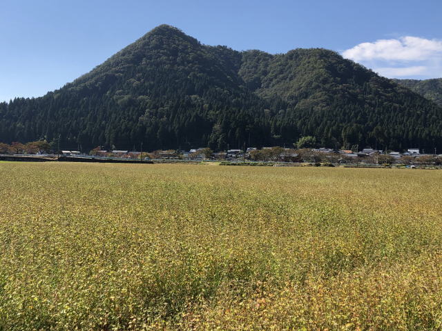 収穫直前の令和2年福井県産秋ソバの圃場全景状況