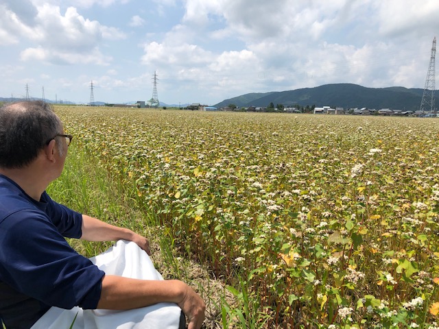収穫直前の福井県夏そば圃場