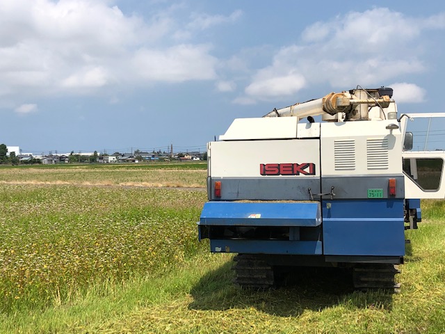 福井県産夏そばの収穫状況