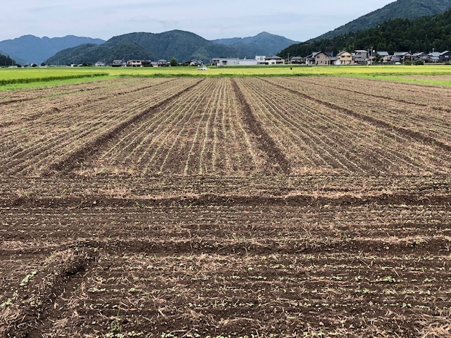 令和3年福井県産秋ソバの発芽近接状況