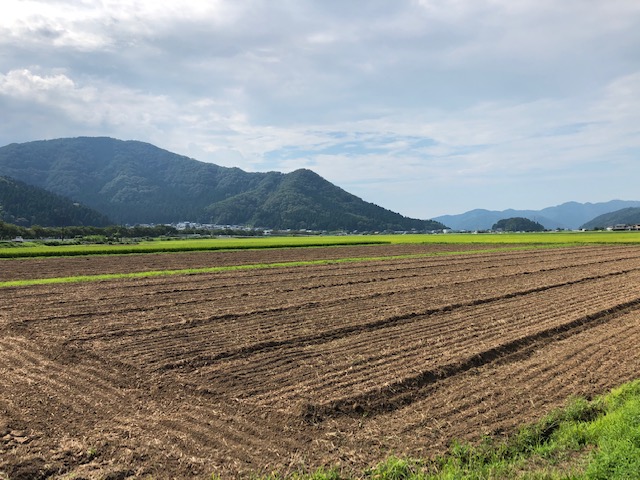 令和3年福井県産秋ソバの播種（種まき）完了全景状況